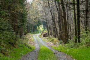 oad in the countryside in the spring photo