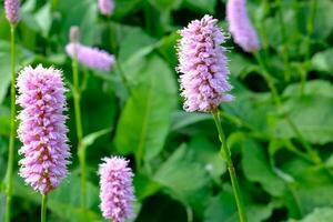 pink flowers in the garden photo