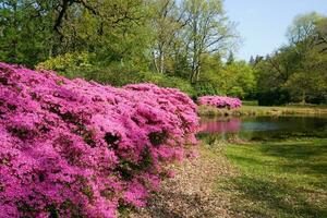 purple azalea bushes in spring in the sun photo