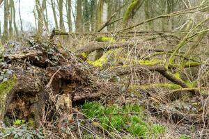 old stump in the forest photo