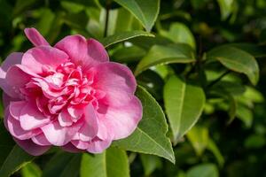 red Rhododendron flower with green background photo