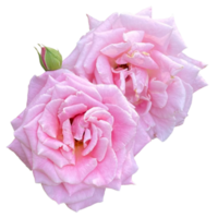 damasco Rosa planta png