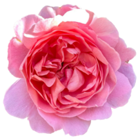 Rosa Constance Spry png