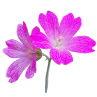 géranium palustre fleur png