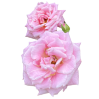 damasco rosa plantar png