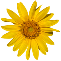 Common sunflower Plant png