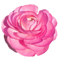 ranúnculo rosado perfección png