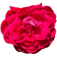 rosa scarlatto Regina Elisabetta png