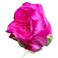 belle rose rose png