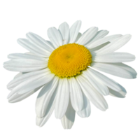 Single Daisy Chamomile on the Grass png