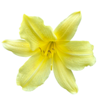 Yellow daylily Plant png