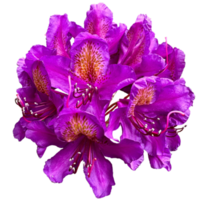 Purple rhododendron Plant png