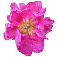 mörk rosa pion blomma png