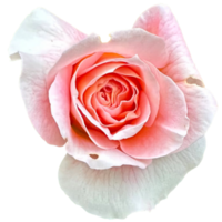 Rose fleur penny voie dans le jardin png