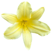 Jaune hémérocalle plante png