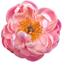 buio rosa peonia fiore png