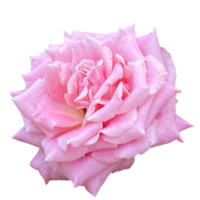 damasco rosa pianta png