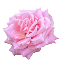 damasco rosa plantar png