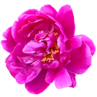 dunkel Rosa Pfingstrose Blume png