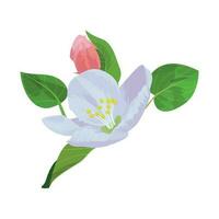 Vector illustration of apple flower with leaves and bud. Realistic illustration for packaging, prints, postcard, greetings.