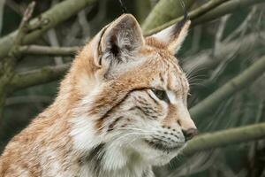 beautiful young european lynx close up photo