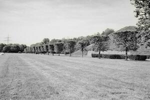 andscape with meadow and row of pruned trees photo
