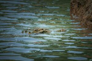 An American Crocodile suns itself on a river bank in Costa Rica photo