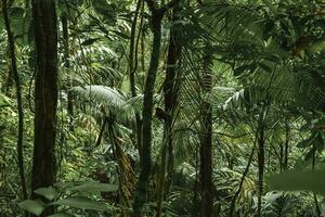 Trees in dense tropical rainforest of Costa Rica photo