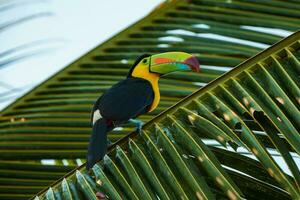 Colorful tucan in the wild photo