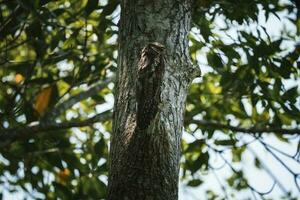 Brown bird perching on tree trunk at forest in Costa Rica photo