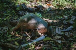 Armadillo snuffing ground surrounded with dried leaves in park on sunny day photo
