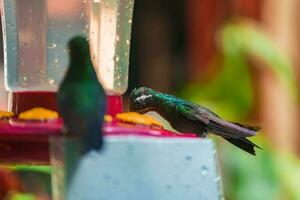 Focus selection. Hummingbird in the rain forest of Costa Rica photo