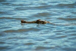 An American Crocodile suns itself on a river bank in Costa Rica photo