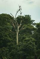 Huge bare tree amidst dense jungle of Tortuguero national park in Costa Rica photo