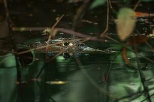 Close-up view of a Spectacled Caiman photo