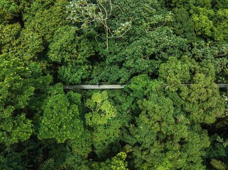 Hanging Bridge, Monteverde Cloud Forest, Costa Rica photo
