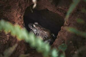 Closeup of brown frog in tree hole at forest at Costa Rica photo