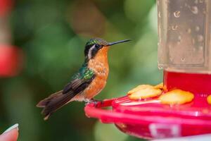 Focus selection. Hummingbird in the rain forest of Costa Rica photo