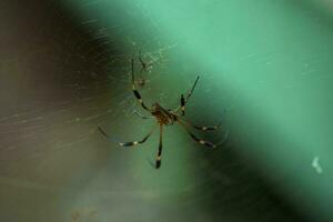 Golden silk orb-weaver spider with little young baby hanging on its silk cobweb in nature photo