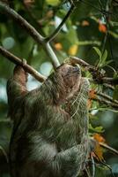 Cute sloth hanging on tree branch. Perfect portrait of wild animal in the Rainforest of Costa Rica. photo