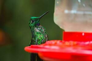 Focus selection. Hummingbird in the rain forest of Costa Rica photo