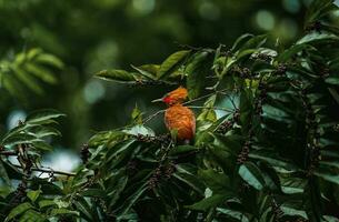 Chestnut-coloured Woodpecker, Celeus castaneus, brawn bird with red face from Costa Rica. photo