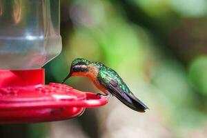 Focus selection. Hummingbird in the rain forest of Costa Rica photo