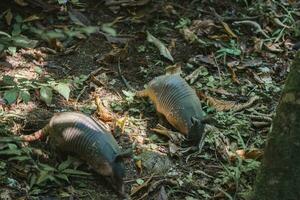 Armadillos snuffing ground surrounded with dries leaves in park on sunny day photo