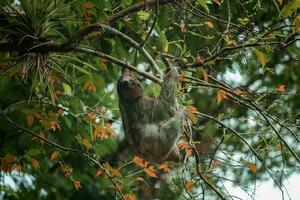 Cute sloth hanging on tree branch. Perfect portrait of wild animal in the Rainforest of Costa Rica. photo