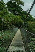 colgando puente, monteverde nube bosque, costa rica foto