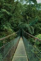 colgando puente, monteverde nube bosque, costa rica foto