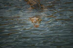 An American Crocodile suns itself on a river bank in Costa Rica photo