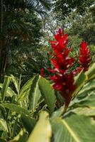 Red ginger flowers growing on plants at tropical forest in Costa Rica photo