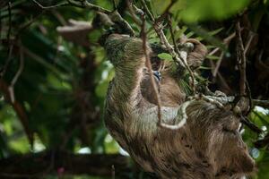 linda perezoso colgando en árbol rama. Perfecto retrato de salvaje animal en el selva de costa rico foto